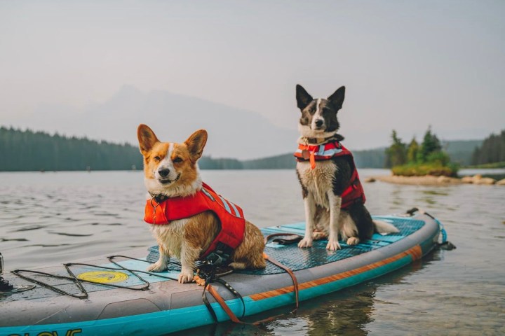 a dog sitting on a boat in the water